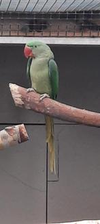 Alexanderparkiet, Mannelijk, Parkiet, Geringd