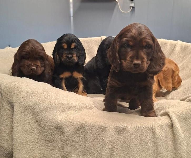 engelse cocker pups, Dieren en Toebehoren, Honden | Retrievers, Spaniëls en Waterhonden, Meerdere dieren, Spaniël, Fokker | Professioneel