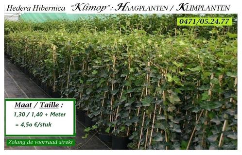 Groenblijvende Hedera-planten, maat 1,3o/1,4o meter, 4,5€/st, Tuin en Terras, Planten | Struiken en Hagen, Haag, Overige soorten