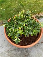 bloemen en planten, Ophalen