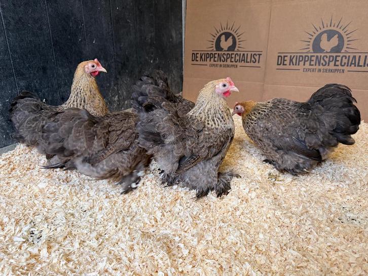 Jonge tamme Cochin kriel patrijs gesekst en ingeënt, Animaux & Accessoires, Volatiles, Poule ou poulet, Femelle