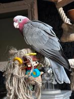 Rose kakatoe, Dieren en Toebehoren, Vogels | Parkieten en Papegaaien, Vrouwelijk, Papegaai