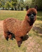 Alpaca hengst, Dieren en Toebehoren, Overige Dieren, Juni, Mannelijk