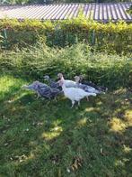 Kalkoenen (ronquiere), Dieren en Toebehoren, Vogels | Overige Vogels, Tam