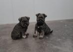 schauzer pups dwerg schnauzer pups, Dieren en Toebehoren, Honden | Poolhonden, Keeshonden en Oertypen, België, Overige rassen