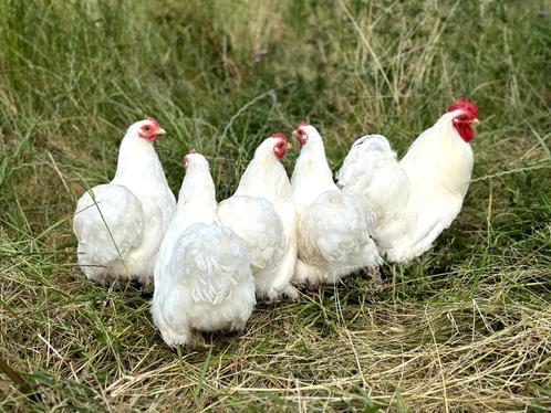 Cochin kriel kippen Wit, gesekst en ingeënt, Dieren en Toebehoren, Pluimvee, Kip, Vrouwelijk