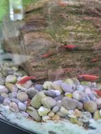 Rode garnalen (neocaridina) - dendermonde