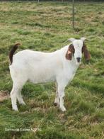 Bierengeit bok, Dieren en Toebehoren, Schapen, Geiten en Varkens