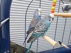 Perruche couple bleu et mauve, Dieren en Toebehoren, Vogels | Parkieten en Papegaaien, Parkiet