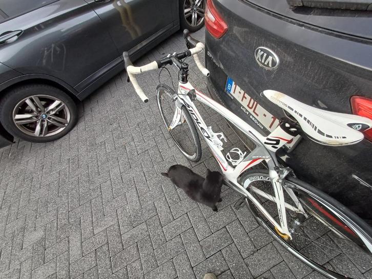 Ridley, Fietsen en Brommers, Fietsen | Racefietsen, Gebruikt, Heren, Overige merken, Carbon, 49 tot 53 cm, Ophalen