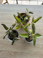 Kalanchoë Daigremontiana – Mother of Thousands, Ophalen