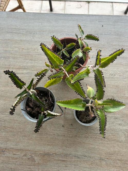 Kalanchoë Daigremontiana – Mother of Thousands, Huis en Inrichting, Kamerplanten, Ophalen