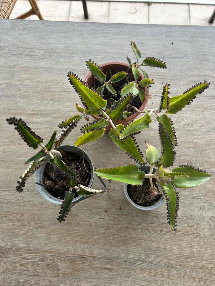 Kalanchoë Daigremontiana – Mother of Thousands, Huis en Inrichting, Kamerplanten, Ophalen