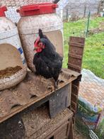 Poule et coq.couple.