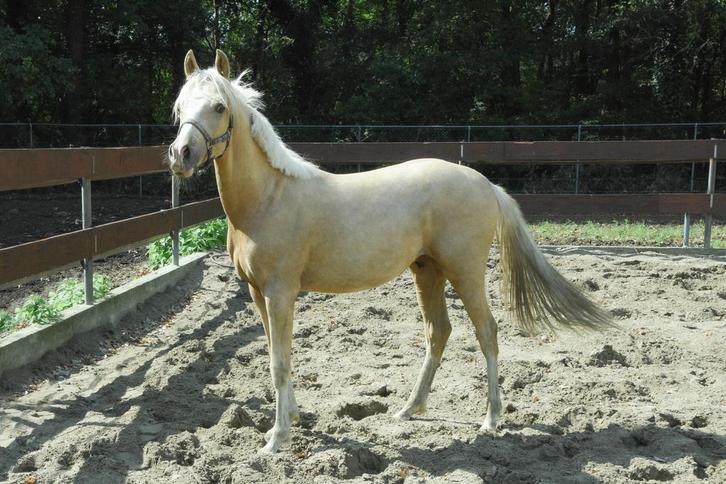 2 jarige Palomino NRPS D-pony hengst met goede afstamming, Dieren en Toebehoren, Paarden, Hengst, Onbeleerd, 0 tot 2 jaar, Met stamboom