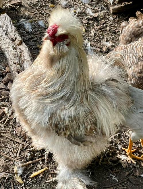 USA zijdehoen haantjes, Dieren en Toebehoren, Pluimvee, Kip, Mannelijk