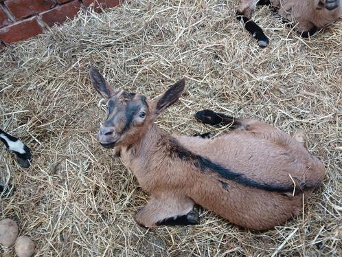 2 melkgeit lammetjes, Dieren en Toebehoren, Schapen, Geiten en Varkens, Geit, Meerdere dieren, 0 tot 2 jaar