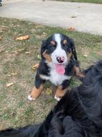 Berner Sennen pups, België, Overige rassen, CDV (hondenziekte), 8 tot 15 weken