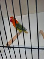 Jonge fischeri pop, Dieren en Toebehoren, Vogels | Parkieten en Papegaaien, Vrouwelijk, Dwergpapegaai of Agapornis, Geringd