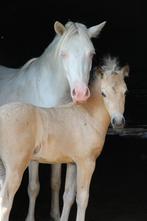 Welsh en shetlandpony hengstenveulen, Gechipt, Niet van toepassing, 0 tot 2 jaar, Hengst