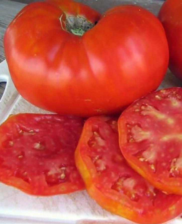 Gigantesque tomaat - 5 zaden, Tuin en Terras, Bloembollen en Zaden, Zaad, Voorjaar, Verzenden