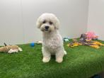 Nestje Bicon Frise pups kleine taille