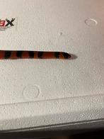 Lampropeltis triangulum femelle 2 ans, Enlèvement, Comme neuf