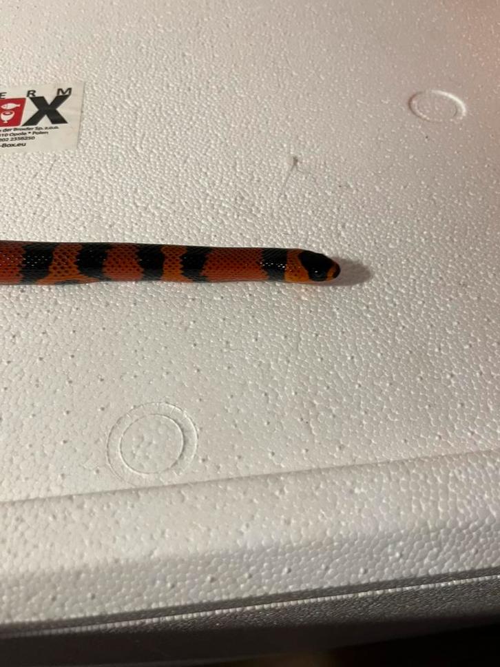 Lampropeltis triangulum femelle 2 ans, Animaux & Accessoires, Reptiles & Amphibiens | Accessoires, Comme neuf, Enlèvement