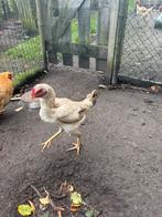 Hen - kruising maleier - 1 jaar oud, Dieren en Toebehoren, Pluimvee, Vrouwelijk, Kip