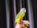 Gezocht oppas voor papegaaitje, Dieren en Toebehoren, Vogels | Parkieten en Papegaaien, Mannelijk, Dwergpapegaai of Agapornis