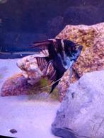 Eenzame maanvis en guppy zoeken nieuwe thuis, Dieren en Toebehoren, Vissen | Aquariumvissen