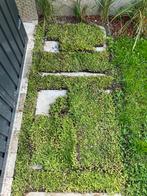 Resten van sedummat groendak, Ophalen, Bodembedekkers, Vaste plant, Halfschaduw