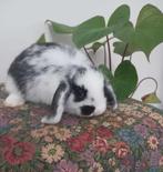 Dwergkonijn, Dieren en Toebehoren, Konijnen, Dwerg, Hangoor, 0 tot 2 jaar