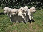 Prachtig nestje Golden Retriever-pups om te reserveren, Golden retriever, België, Fokker | Hobbymatig, CDV (hondenziekte)