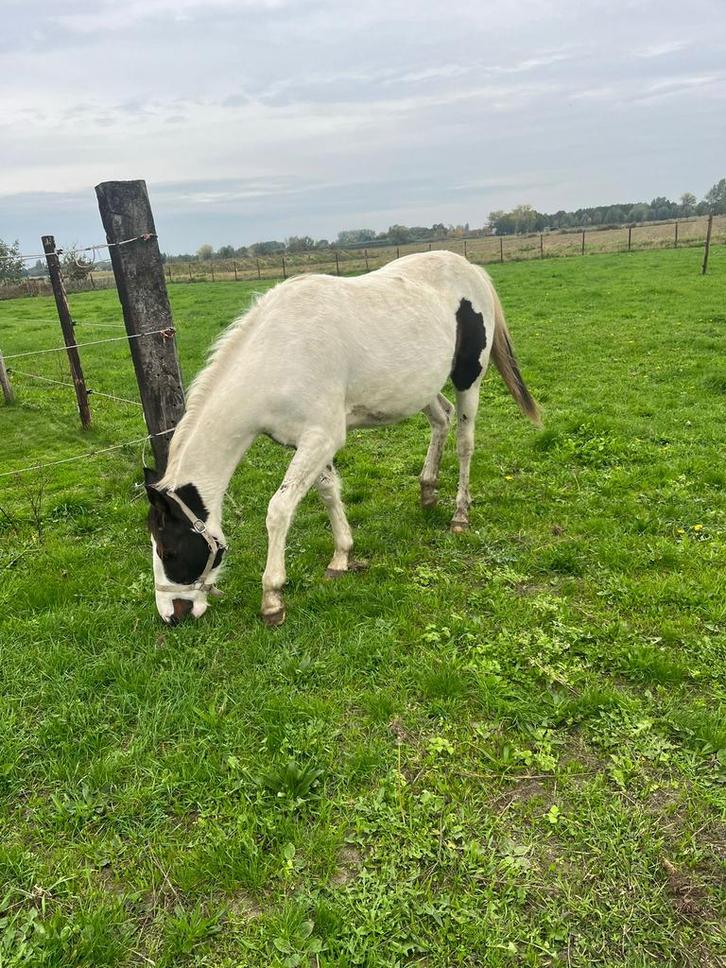 Prachtige merrie te koop., Dieren en Toebehoren, Paarden, Merrie