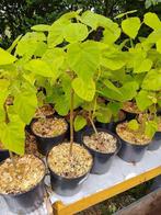 Paulownia boompjes, Tuin en Terras, Planten | Bomen, Overige soorten, Lente, Minder dan 100 cm, Ophalen