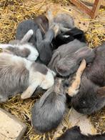 Minilop konijntjes op zoek naar een warm thuis, Meerdere dieren, Dwerg, Hangoor, 0 tot 2 jaar