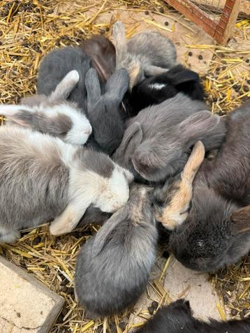 Lapins Minilop à la recherche d'un foyer chaleureux, Animaux & Accessoires, Lapins, Plusieurs animaux, Nain, Oreilles tombantes