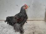 Haan, Meerdere dieren, Kip