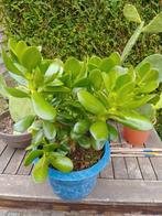 Crassula vetplant of geldboom, Huis en Inrichting, Kamerplanten, Ophalen, Vetplant