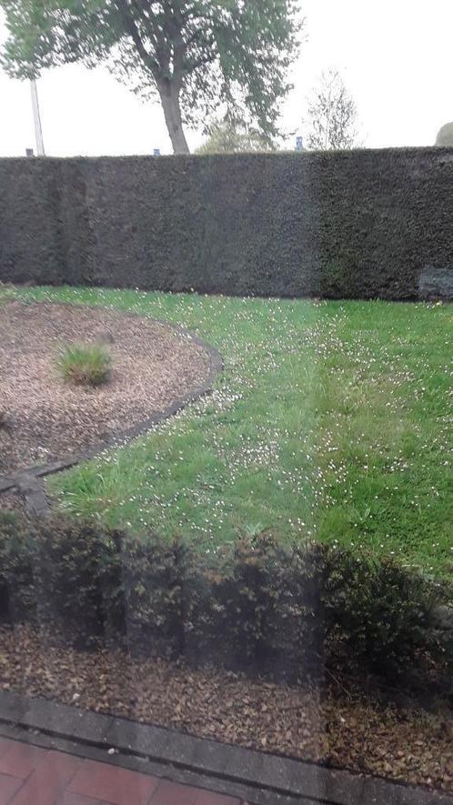 Wie wil Taxushaag 40 m,  thuyahaag komen scheren in Tongeren, Tuin en Terras, Overige Tuin en Terras, Ophalen