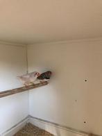 2 volwassen koppels zebravinken met 7 jongen