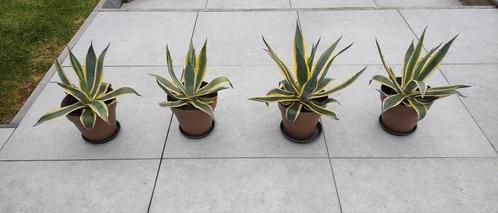 Drie mooie agaves met gele rand, Tuin en Terras, Planten | Tuinplanten, Volle zon, Ophalen of Verzenden