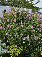 Lila Hibiscus, Tuin en Terras, Planten | Tuinplanten, Volle zon, Vaste plant, Zomer, Ophalen