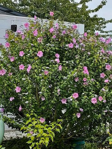 Lila Hibiscus, Tuin en Terras, Planten | Tuinplanten, Volle zon, Vaste plant, Zomer, Ophalen