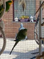 Perruches  Barabands, Dieren en Toebehoren, Vogels | Parkieten en Papegaaien