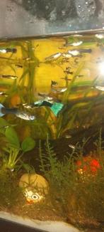 Nakweek neon blauwe guppy's, Dieren en Toebehoren, Vissen | Aquariumvissen