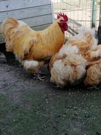Orpington buff groothoender, haan ruilen, Animaux & Accessoires, Mâle, Poule ou poulet