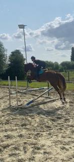 Zangersheide merrie te koop, Dieren en Toebehoren, Merrie, Springpaard, Gechipt, Niet van toepassing