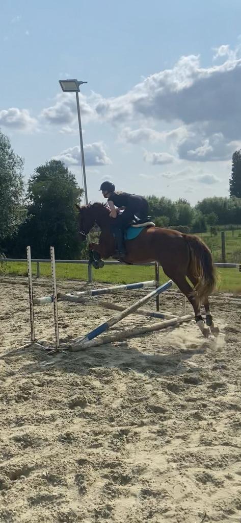 Zangersheide merrie te koop, Dieren en Toebehoren, Paarden, Merrie, Niet van toepassing, 165 tot 170 cm, 3 tot 6 jaar, Springpaard